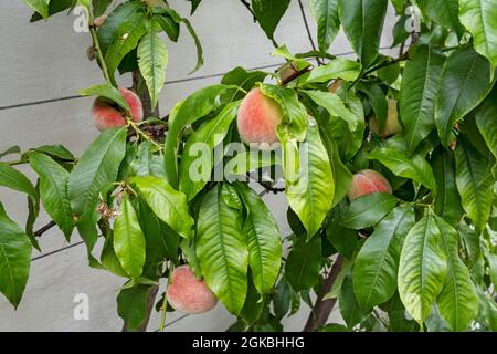 Primo piano di pesche mature che crescono su un albero di pesca prunus persica in un hobhouse serra in estate Inghilterra Regno Unito GB Gran Bretagna Foto Stock