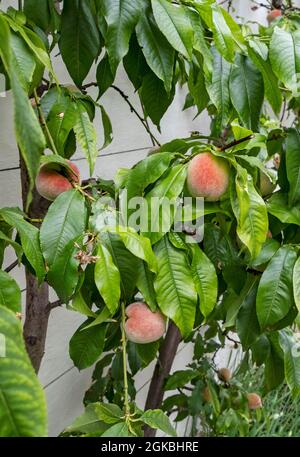 Primo piano di pesche mature che crescono su un albero di pesca prunus persica in un hobhouse serra in estate Inghilterra Regno Unito GB Gran Bretagna Foto Stock