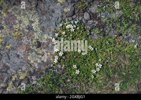 Astratto sfondo naturale.. Struttura naturale di una pietra coperta con lichen.Wild fiori che crescono nelle Highlands Lichenes modelli su una superficie di roccia. Foto Stock