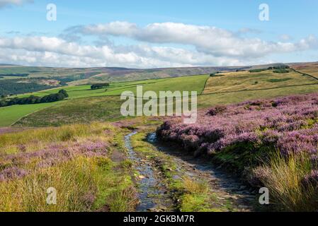 Pista sulle colline a Moorfield vicino Glossop, Derbyshire, Inghilterra. Heather on the Moors è riuscito a sparare per la grouse. Foto Stock