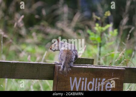 Scoiattolo grigio - Sciurus carolinensis Foto Stock