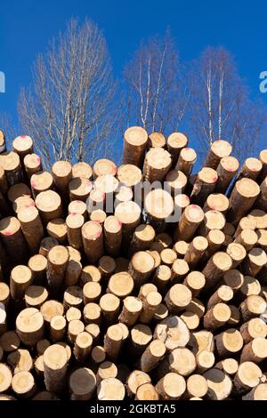 Mucchio di tronchi di legno raccolti in foresta, alberi con cielo blu sopra lo sfondo Foto Stock