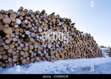 Mucchio di tronchi di albero registrati. Alberi segati dalla foresta. Legname di legno per tronchi. Tagliare gli alberi lungo una strada preparata per il trasporto. Foto Stock