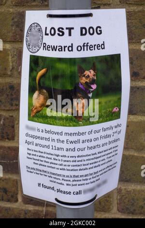 Premio di offerta del manifesto del cane perso dal proprietario, Surrey, Regno Unito Foto Stock