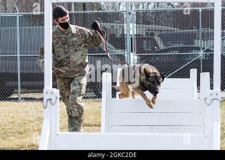 U.S. Air Force staff Sgt. Alexander Schmitt, 88° gestore di cani militari Squadron, gestisce MWD Flex attraverso un percorso a ostacoli alla base dell'aeronautica militare Wright-Patterson, Ohio, 9 marzo 2021. Wright-Patt MWD è responsabile della fornitura di narcotici e di rilevamento esplosivo per la base, nonché del supporto dei dipartimenti di polizia locali e del Servizio Segreto quando richiesto. Foto Stock