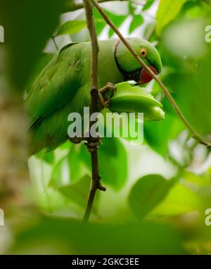 Rosato parakeet anellato mangiare semi di una stella frutta. Tenendo il frutto in una gamba e staccando la parte di meaty fino a trovare i semi all'interno. Foto Stock