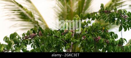 Coppia di parakeets anellato di rosa appollaiato sopra l'albero in serata. Godendo i semi di frutta della stella deliziosi. Foto Stock