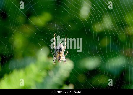 Il ragno del giardino attende al centro del suo nastro e con la sua trappola posta, si prepara per un insetto da intrappolare Foto Stock