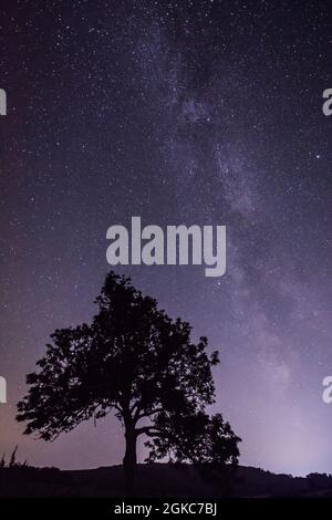 La galassia della Via Lattea nel cielo notturno accanto alla silhouette dell'albero sulla collina nella campagna del South Downs National Park, Foto Stock