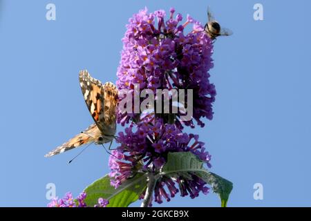 Painted Ladyfeeding su Buddhleia, collina dei mumbles Foto Stock