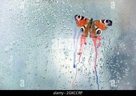 Farfalla di Peacock (Aglais io) con i colori delle ali sanguinanti su una finestra bagnata dalla pioggia, metafora per la biodiversità in pericolo di distruzione ambientale Foto Stock