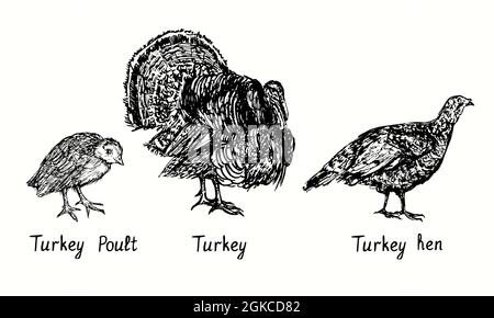 Tacchino pout, vista laterale maschile e femminile. Disegno in bianco e nero a forma di barbatella con disegno in legno Foto Stock