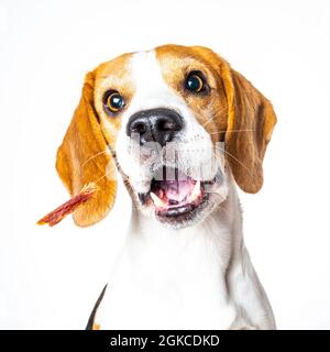 Bel cane beagle isolato su sfondo bianco. Foto Stock