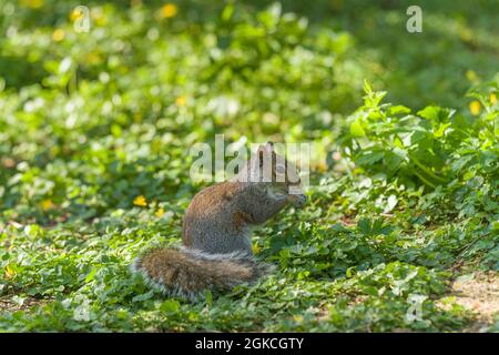 lo scoiattolo grigio europeo (Sciurus carolinensis) sedeva durante l'alimentazione al suolo. Woolhope Herefordshire Regno Unito. Aprile 2021 Foto Stock