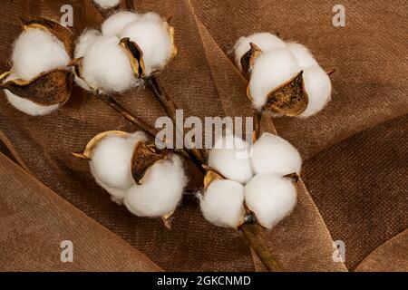 Primo piano di boccioli di cotone aperti su tessuto marrone tulle dalla vista dall'alto Foto Stock