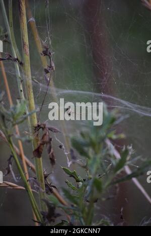 Il comune Hammock-weaver si blocca sotto il suo Web Foto Stock
