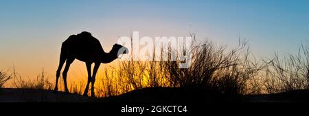 Silhouette di un cammello al tramonto nel deserto del Sahara, Tunisia meridionale. Banner Web panoramico Foto Stock