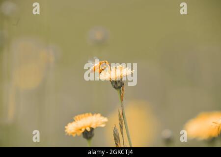 Ape su un fiore selvatico, nella campagna di Pampas, provincia la Pampa, Patagonia, Argentina. Foto Stock