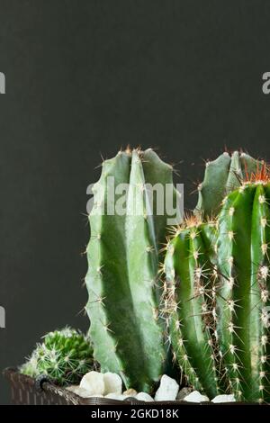 pentola con vari tipi di cactus cereo verde con pietre bianche alla base. Piante decorative interne Foto Stock