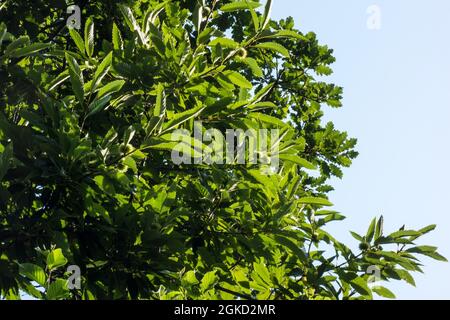 Castagno (Castanea sativa] Foto Stock