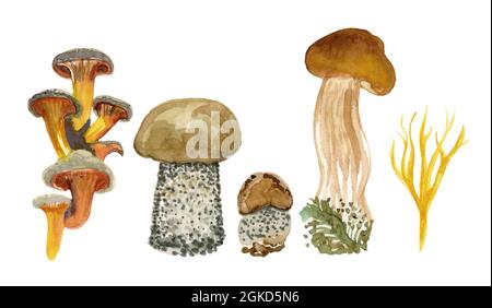 L'acquerello dei funghi impostato sullo sfondo bianco per il vostro disegno Foto Stock
