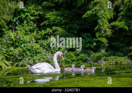 Mute cigno e cigneti sul lago in Stourhead Gardens, Wiltshire, Inghilterra, Regno Unito Foto Stock