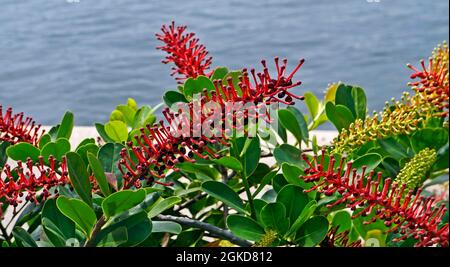 Piante esotiche di fioritura (Norantea brasiliensis) Foto Stock