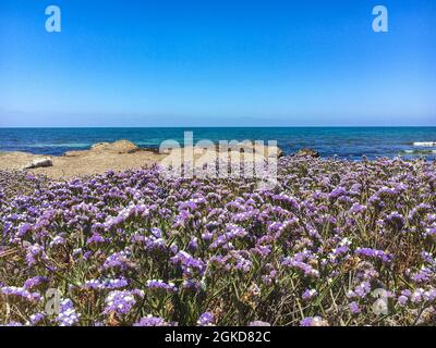 Limonium sinuatum alata lavanda marina mediterranea coltivata selvaggia nel litorale di Cipro. Splendida costa a Paphos, Cipro con fiori viola nel mese di maggio Foto Stock