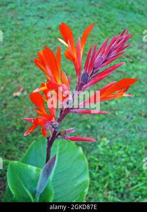 Fiori di canna rossa (canna generalis) Foto Stock