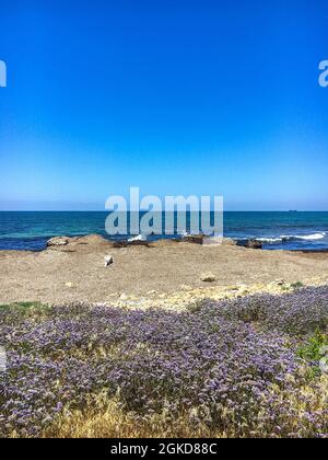 Limonium sinuatum alata lavanda marina mediterranea coltivata selvaggia nel litorale di Cipro. Splendida costa a Paphos, Cipro con fiori viola nel mese di maggio Foto Stock