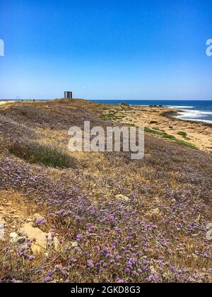 Limonium sinuatum alata lavanda marina mediterranea coltivata selvaggia nel litorale di Cipro. Splendida costa a Paphos, Cipro con fiori viola nel mese di maggio Foto Stock