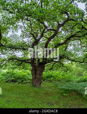 Antico albero di quercia con verde vegetazione estiva Foto Stock