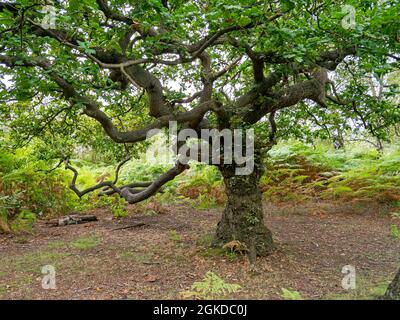 Quercia con rami spalmanti fogliame verde estivo Foto Stock