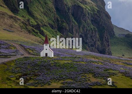 La chiesa luterana Vik i Myrdal in una pittoresca collina tra lupini in fiore sotto le ripide scogliere meridionali dell'Islanda a Vik Foto Stock