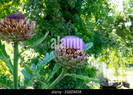 Fiore di carciofo viola del globo Cynara Scolymus che cresce in un orto biologico nel Galles occidentale Regno Unito Gran Bretagna KATHY DEWITT Foto Stock