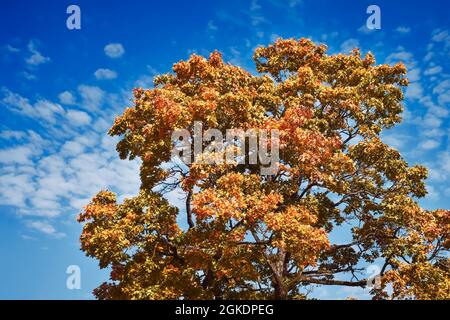 L'acero rosso brillante lascia in autunno contro il cielo blu. Spazio di copia Foto Stock