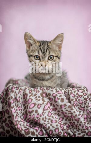 Fantastico gatto modello in posa su tessuto mimico con toni rosa e sfondo rosa Foto Stock