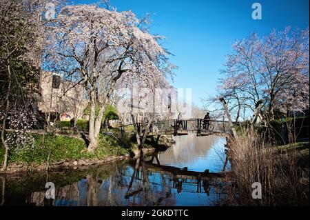 Cherry Blossoms al Ponte Van Gogh al Lago Anne a Reston, Virginia Foto Stock