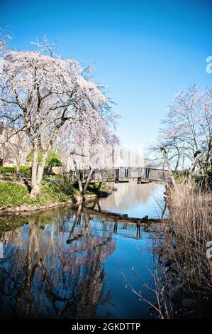 Cherry Blossoms a Van Gough Bridge a Lake Anne a Reston, Virginia Foto Stock