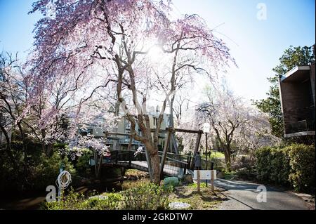 Cherry Blossoms al Ponte Van Gogh al Lago Anne a Reston, Virginia Foto Stock