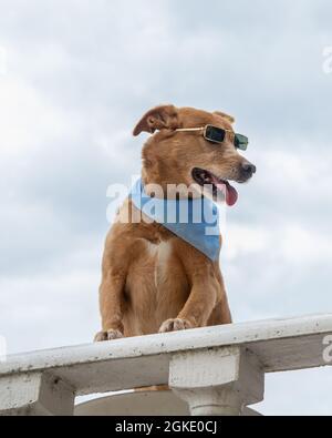 Cane divertente con vestiti e occhiali Foto Stock