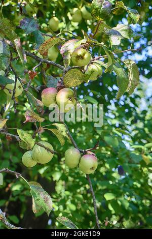 vecchio grande lime con rami gnarled, paesaggio rurale Foto Stock