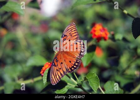 Macro arancio e nero Golfo fritillario farfalla Agraulis vanillae su fiori lantana Foto Stock