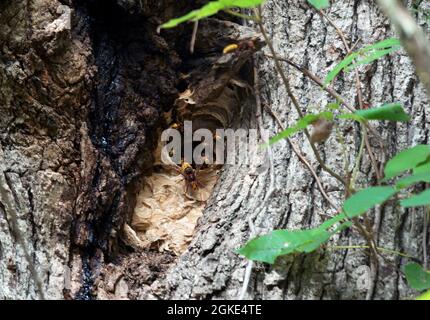 Calabroni europei Vespa crabro che esce dal nido in quercia Foto Stock