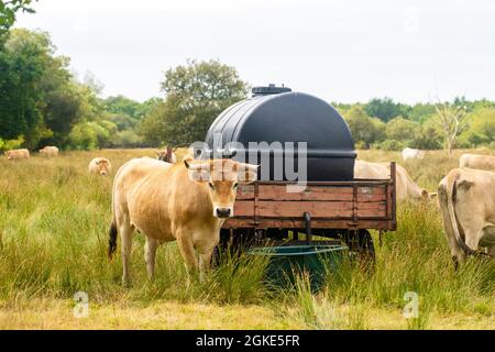 Mucche Limousin in Bretagna, Francia. Un gruppo di mucche brune Aubrac pascolo in un prato nel nord della francia regione della Bretagna. Paesaggio francese con Foto Stock