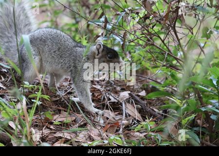 Southern Fox Squirrel a terra tra le foglie Foto Stock