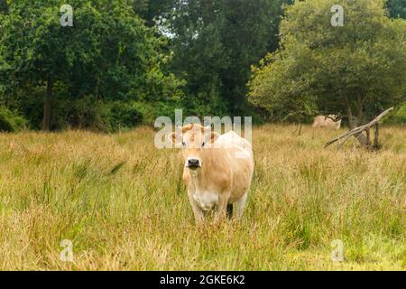 Mucche limousine. Bestiame nella prateria francese. Mucche brune di razza francese la Maraisine pascolo pascolo nella regione francese settentrionale della Bretagna. Gratis Foto Stock