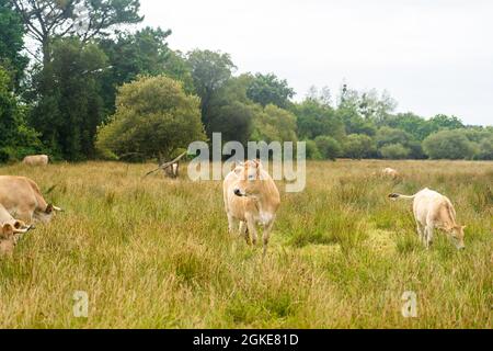 Mucche Limousin in Bretagna, Francia. Un gruppo di mucche brune Aubrac pascolo in un prato nel nord della francia regione della Bretagna. Paesaggio francese con Foto Stock