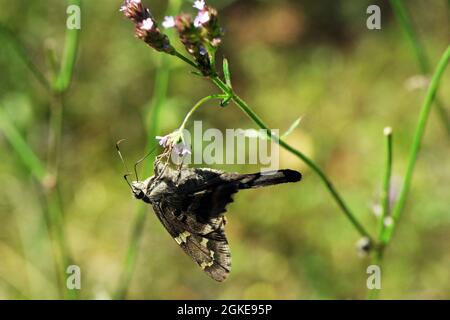 Macro Skipper a coda lunga Urbanus proteus su fiori selvatici Foto Stock