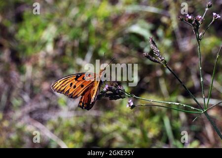 Macro arancio e nero Golfo fritillario farfalla Agraulis vanillae su fiori selvatici in giorno di sole Foto Stock